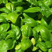 Sweet Genovese Basil Seeds, Herbal