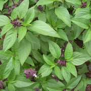 Thai Ocimum Basilicum Basil Seeds, Herbal
