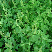 Tulsi Basil Seeds, Herbal