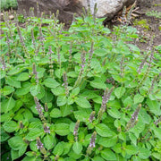 Tulsi Basil Seeds, Herbal