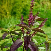 Tulsi Krishna Basil Seeds, Herbal