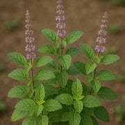 Tulsi Krishna Basil Seeds, Herbal