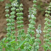 Tulsi Temperate Basil Seeds, Herbal