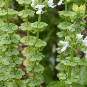 Tulsi Temperate Basil Seeds, Herbal