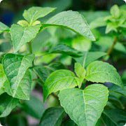 Tulsi Vana Ocimum Gratissimum Basil Seeds, Herbal