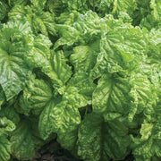 Tuscany Ocimum Basilicum Basil Seeds, Herbal
