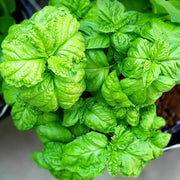 Tuscany Ocimum Basilicum Basil Seeds, Herbal