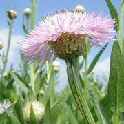 American Centaurea Basketflower Seeds