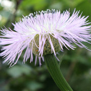 American Centaurea Basketflower Seeds