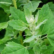 Nutritious Green Bathua Seeds