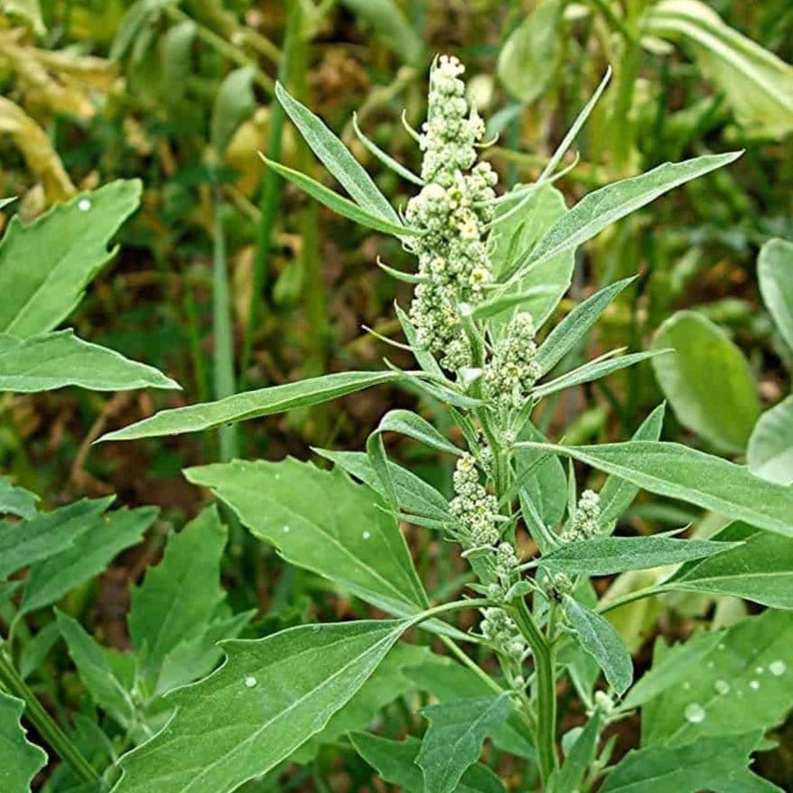 Nutritious Green Bathua Seeds