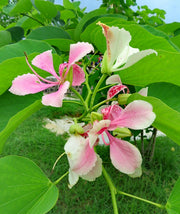 Orchid Seeds, Bauhinia Variegata