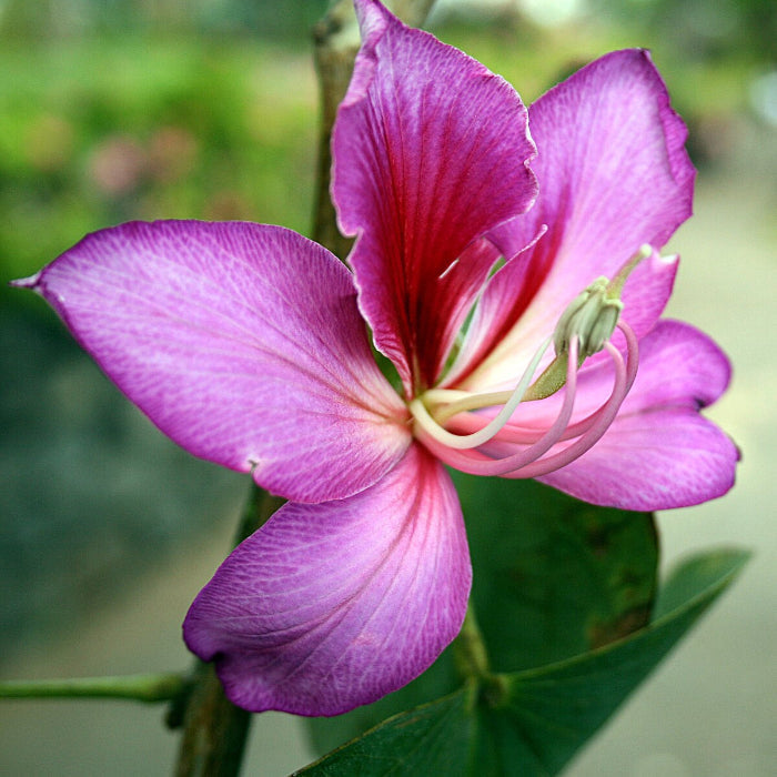 Orchid Seeds, Bauhinia Variegata