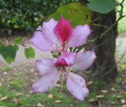 Orchid Seeds, Bauhinia Variegata