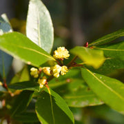 Bay Laurel Seeds - Herbal Seeds