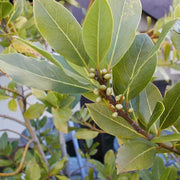 Aromatic Bay Laurel Seeds, Herbal