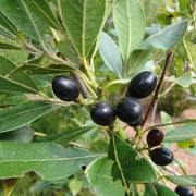 Laurus Bay Laurel Seeds, Herbal