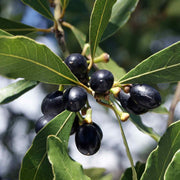 Laurus Bay Laurel Seeds, Herbal
