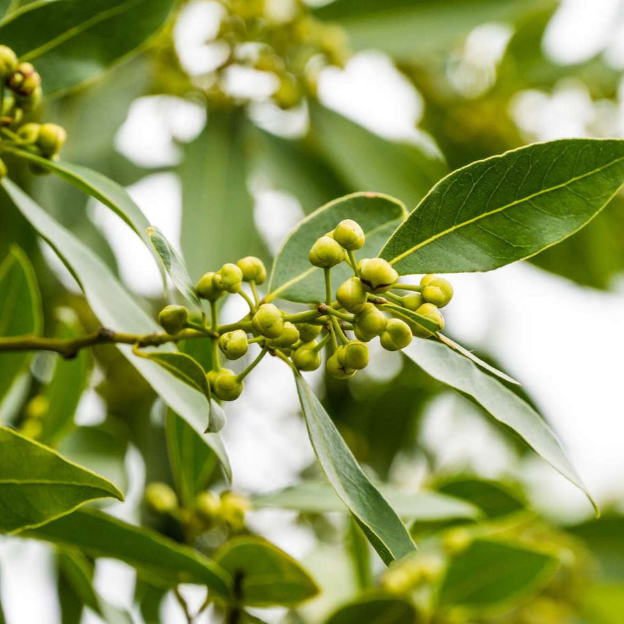 Bay Laurel Seeds - Herbal Seeds