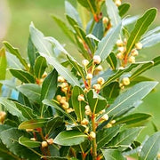 Bay Laurel Seeds - Herbal Seeds