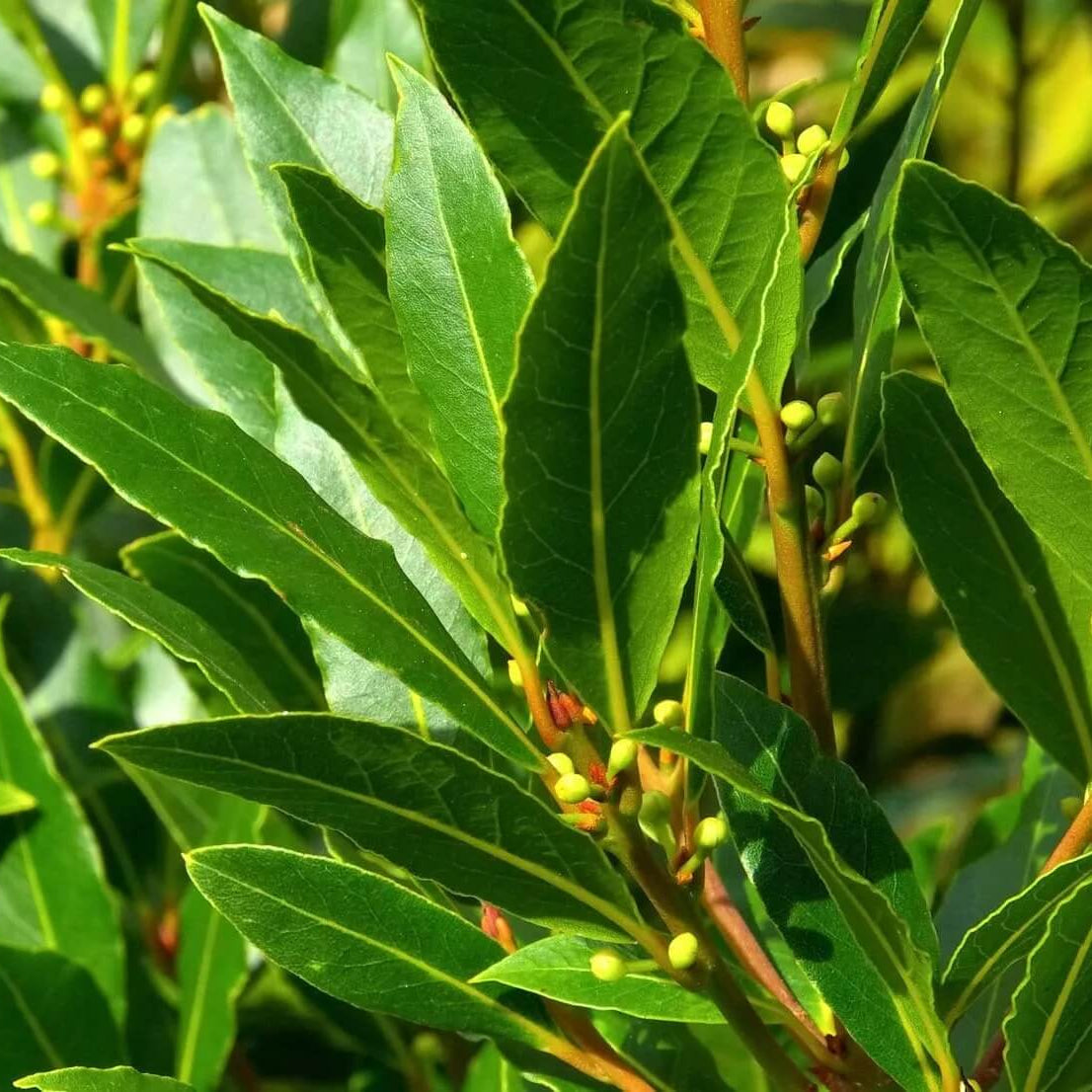Aromatic Bay Laurel Seeds, Herbal