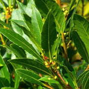 Aromatic Bay Laurel Seeds, Herbal