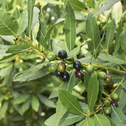 Laurus Bay Laurel Seeds, Herbal