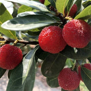 Arbutus Red Bayberry Seeds