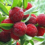 Arbutus Red Bayberry Seeds