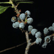 Myrica Pennsylvanica Bayberry Seeds