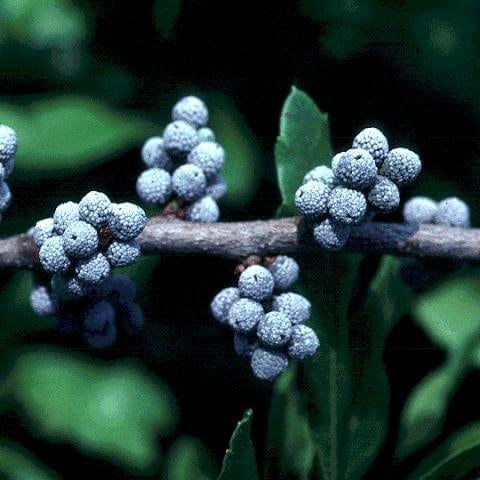 Myrica Pennsylvanica Bayberry Seeds