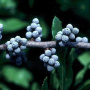 Myrica Pennsylvanica Bayberry Seeds
