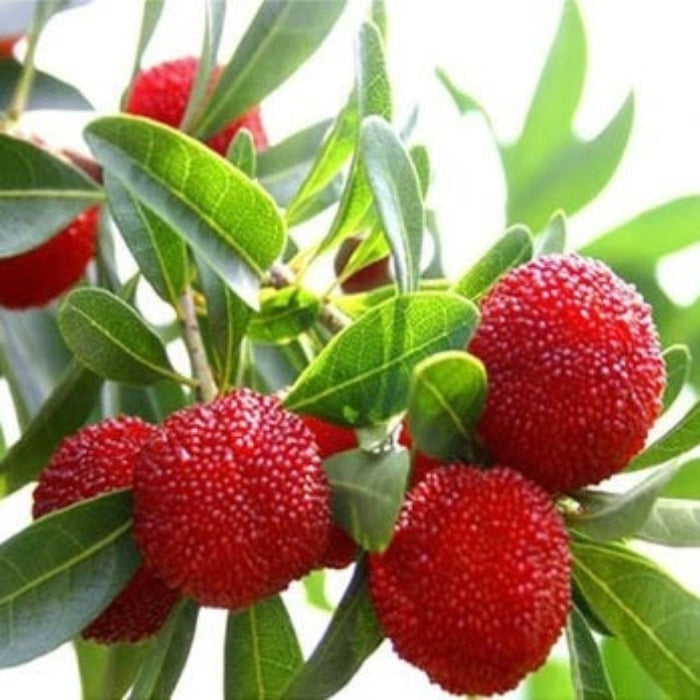 Bayberry Seeds - for Home Gardens Seeds