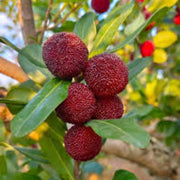 Bayberry Seeds - for Home Gardens Seeds
