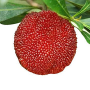 Bayberry Seeds - for Home Gardens Seeds