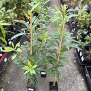Bayberry Seeds - All In One For Home Gardens