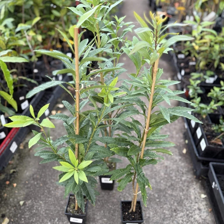 Bayberry Seeds - All In One For Home Gardens
