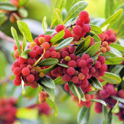 Bayberry Seeds - All In One For Home Gardens