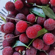 Bayberry Seeds - All In One For Home Gardens