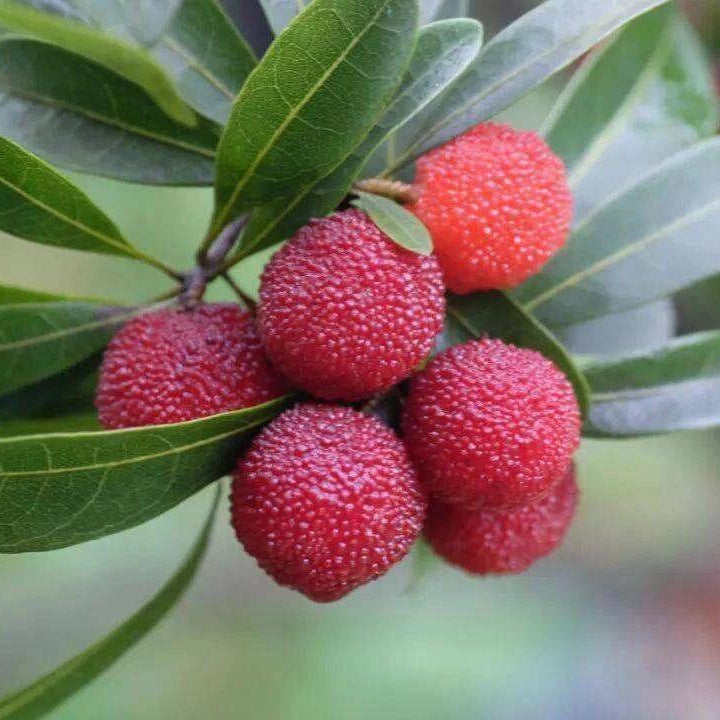 Arbutus Red Bayberry Seeds