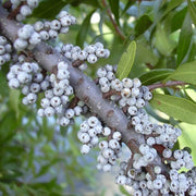 Myrica Pennsylvanica Bayberry Seeds
