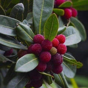 Shrub Bayberry Seeds