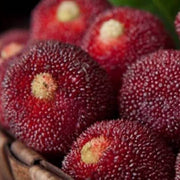 Shrub Bayberry Seeds