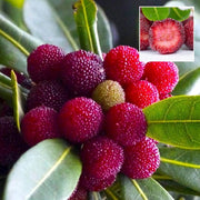 Shrub Bayberry Seeds