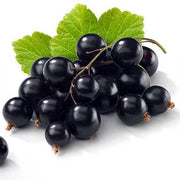 Blackcurrant Seeds, Ribes nigrum