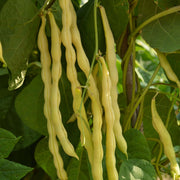 Yellow Black Bacau Pole Bean Seeds