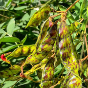 Jamaica Gungo Bean Seeds