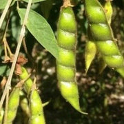 Jamaica Gungo Bean Seeds