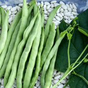 Mogettes Bean Seeds