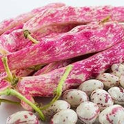 Pink White Pinto Bean Seeds